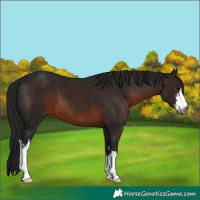 Horse Color:Gray White Spotted Brown