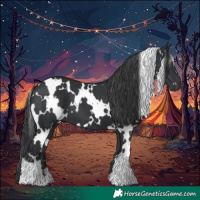 Horse Color:White Spotted Black 