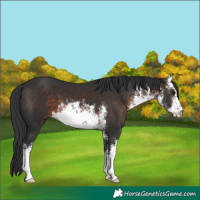 Horse Color:White Spotted Brown 