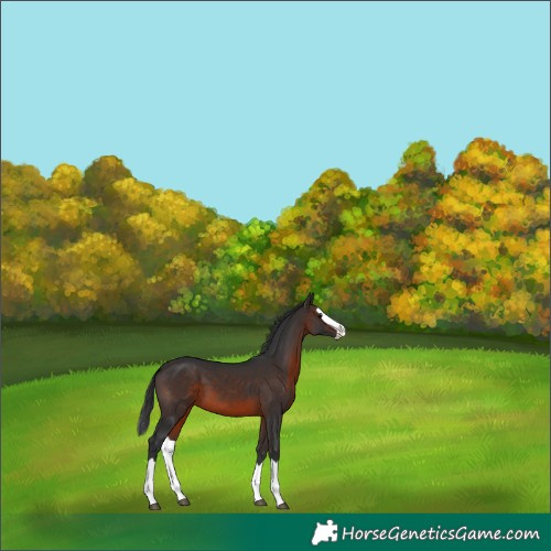 Horse Color:Brown Splash 