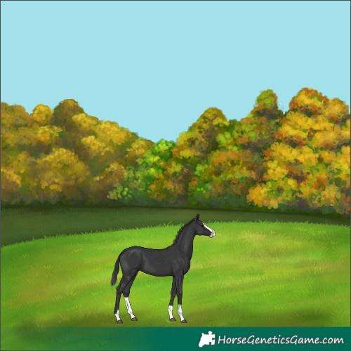 Horse Color:Black Splash