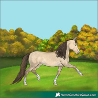 Horse Color:Sable Cream Champagne Dun
