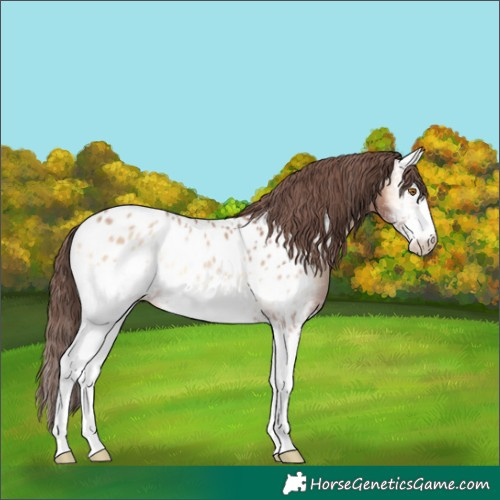 Horse Color:White Spotted Amber Champagne Onyx Appaloosa 