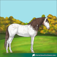 Horse Color:White Spotted Amber Champagne Onyx Near Leopard