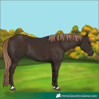 Horse Color:Liver Chestnut 