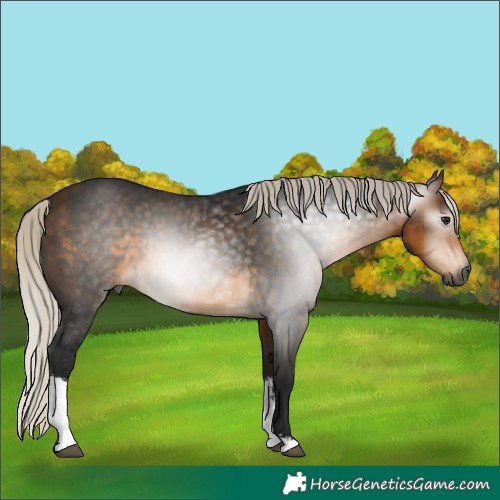 Horse Color:Gray White Spotted Silver Buckskin 