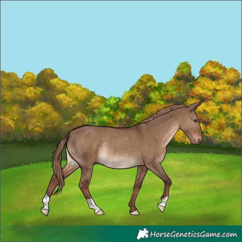 Horse Color:Liver Red Dun Rabicano 