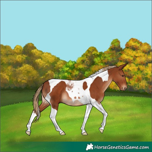 Horse Color:Chestnut Tobiano 