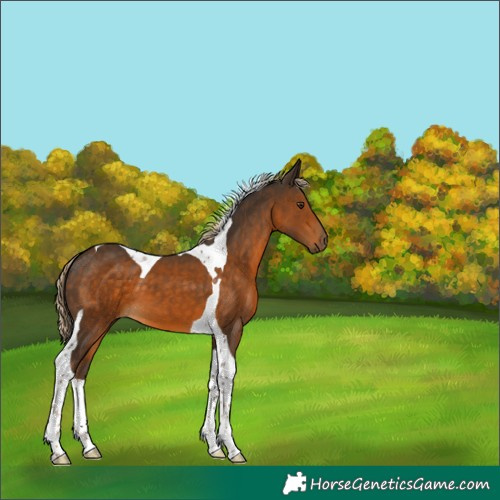Horse Color:Chocolate Palomino Tobiano