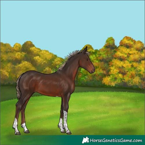 Horse Color:Liver Chestnut Tobiano 