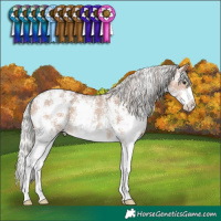 Horse Color:Silver Bay Dun Sabino Rabicano 