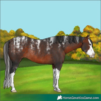 Horse Color:Powder White Brown Splash Rabicano 