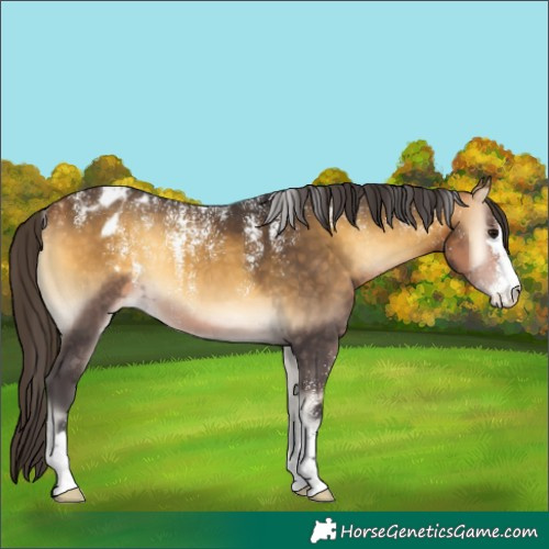 Horse Color:Powder White Buckskin Onyx Appaloosa 