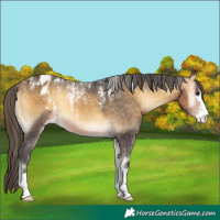 Horse Color:Powder White Buckskin Onyx Appaloosa