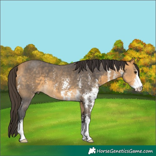 Horse Color:Buckskin Sabino