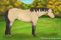 Horse Color:Buckskin Dun Sabino 
