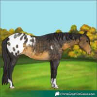 Horse Color:Buckskin Appaloosa