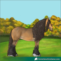 Horse Color:Buckskin