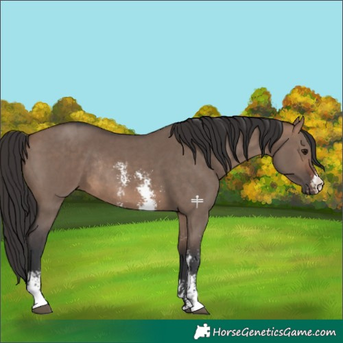 Horse Color:Brown Dun Sabino Rabicano 