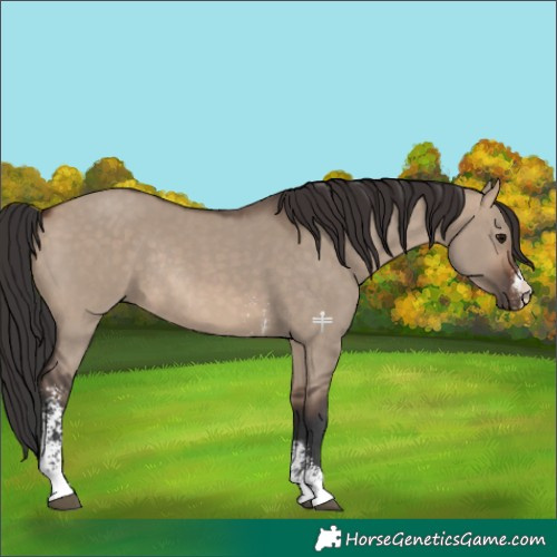 Horse Color:Brown Dun Sabino Rabicano 