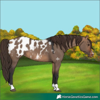 Horse Color:Bay Dun Appaloosa 