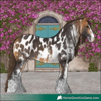 Horse Color:White Spotted Buckskin Near Leopard