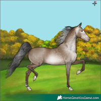 Horse Color:Gray Amber Champagne 