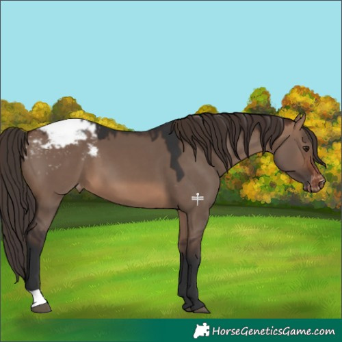Horse Color:Brown Dun Snowcap 