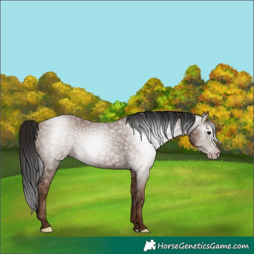 Horse Color:Gray Classic Champagne 