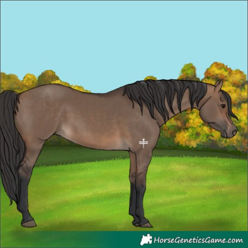 Horse Color:Brown Dun 