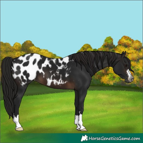 Horse Color:Gray Brown Blanket 