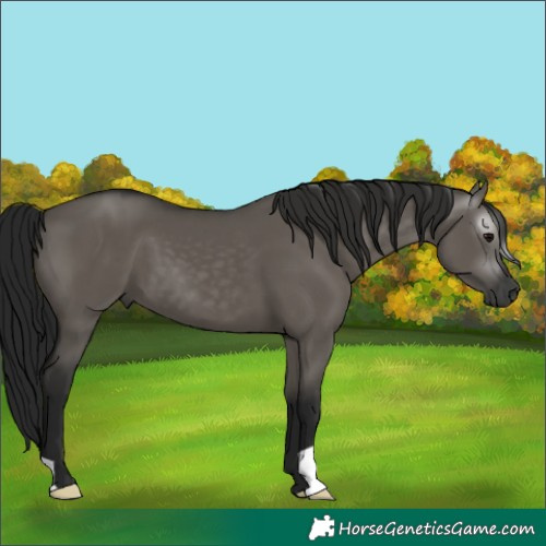 Horse Color:Gray Grullo 