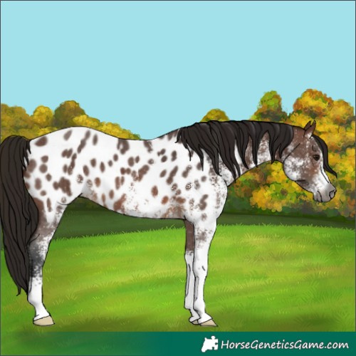 Horse Color:Gray White Spotted Bay Near Leopard 