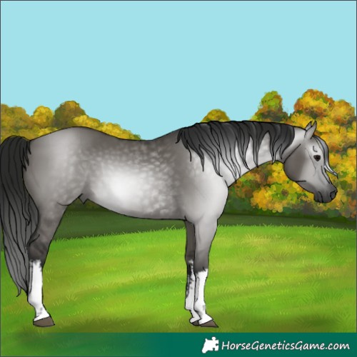 Horse Color:Gray White Spotted Grullo 