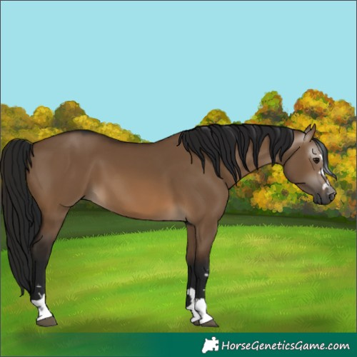 Horse Color:Gray Brown Dun