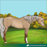 Horse Color:Gray Silver Amber Champagne Dun Rabicano 