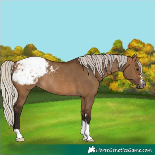 Horse Color:Gray Silver Bay Dun Snowcap Rabicano 