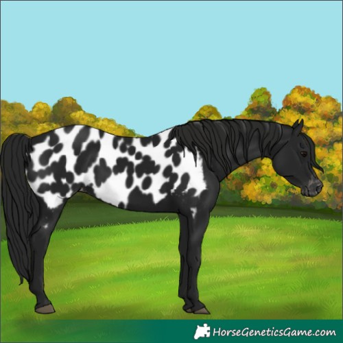 Horse Color:Gray Black Blanket