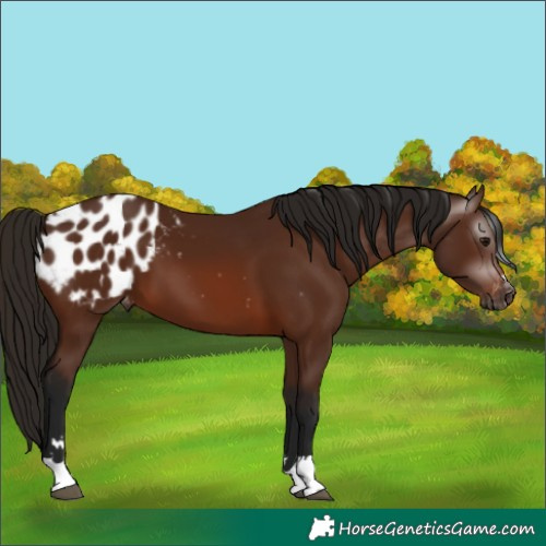 Horse Color:Gray Bay Appaloosa