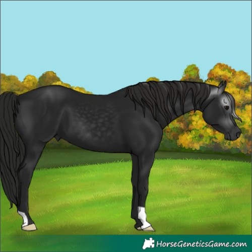Horse Color:Gray Black 