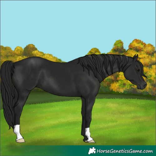 Horse Color:Gray Black