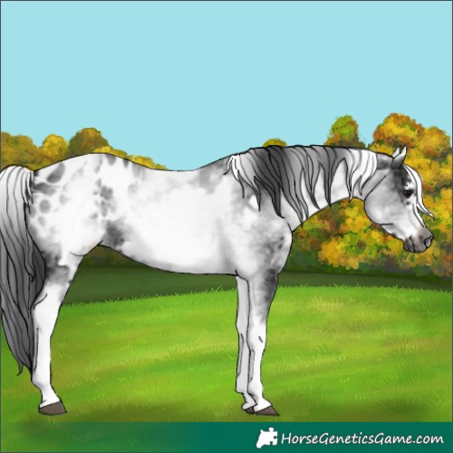 Horse Color:Gray White Spotted Black Frame Blanket