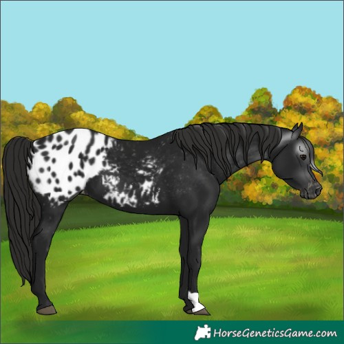 Horse Color:Gray Smoky Black Blanket