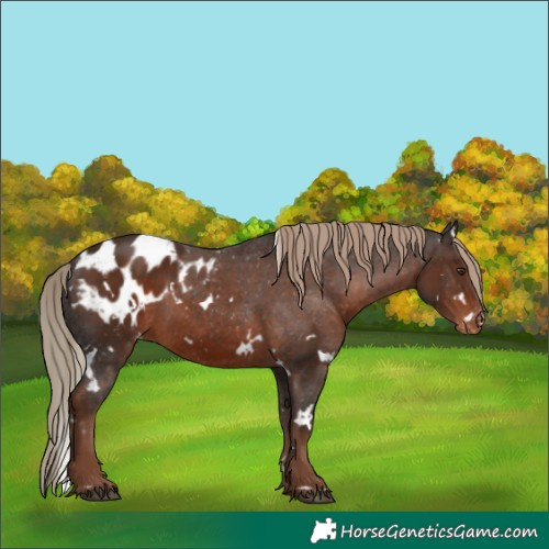 Horse Color:White Spotted Liver Chestnut Appaloosa 