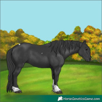 Horse Color:Black Tobiano
