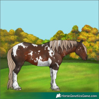 Horse Color:White Spotted Liver Chestnut Tobiano