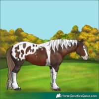 Horse Color:Liver Chestnut Splash Tobiano Appaloosa