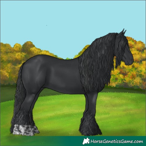 Horse Color:Black  and Black 