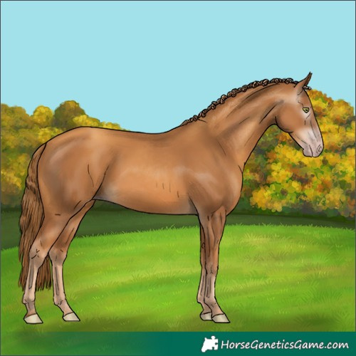 Horse Color:Gray Gold Champagne