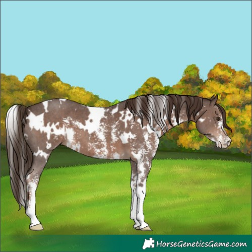 Horse Color:White Spotted Liver Chestnut Sabino
